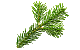Fichtennadeln