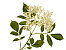 Holunderblüte