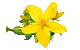 Johanniskraut