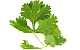Koriander