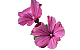 Malvenblüten