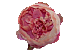 Pfingstrose
