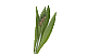 Spitzwegerichblätter