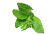 Steviablätter