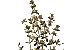 Thymian